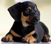Doberman puppy