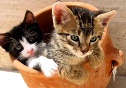 Kittens in a pot Kittens in a pot