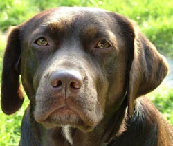 Chocolate labrador dog Chocolate labrador dog